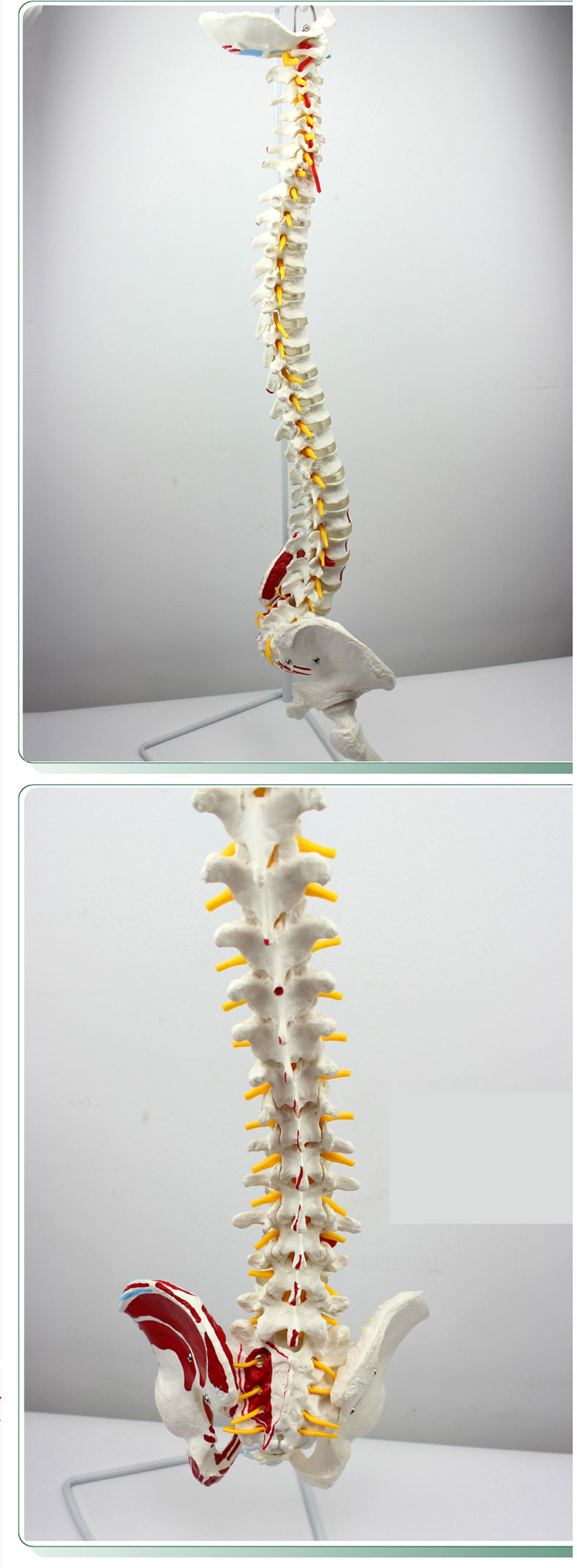 高博士 人体脊柱模型脊椎骨盆股骨肌肉起止点脊神经骨骼模型 医用教学