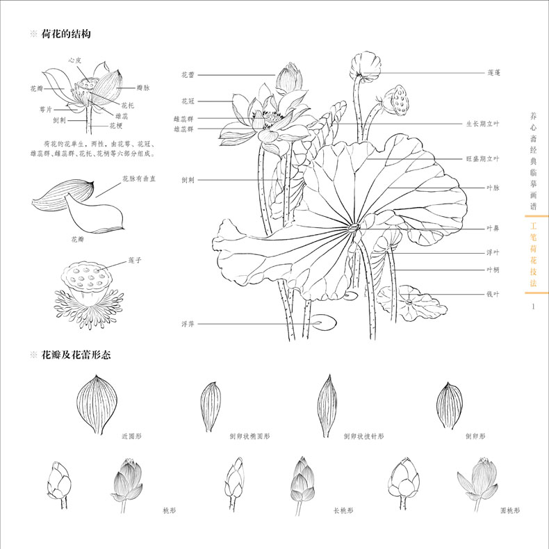 养心斋经典临摹画谱-工笔荷花技法