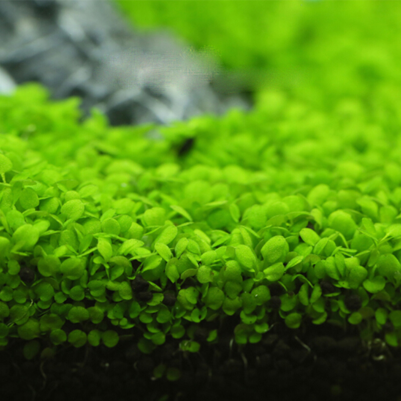 水草种子 水族造景 大对叶 迷你对叶鱼缸前景草后景草 速成草坪种子