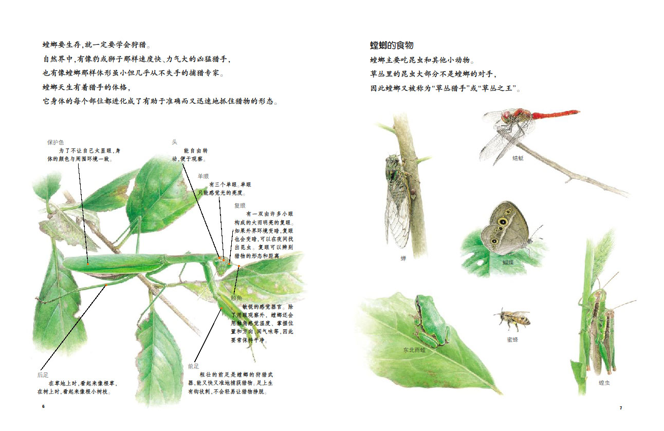 蒲公英自然绘本系列:螳螂的秘密