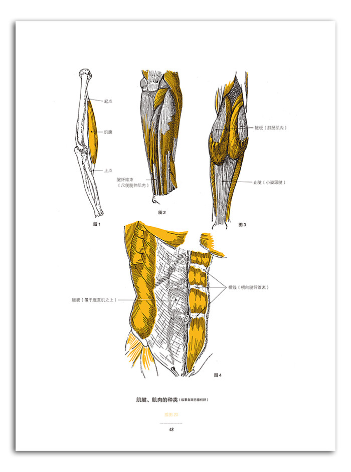 弗里茨艺用人体解剖彩色版