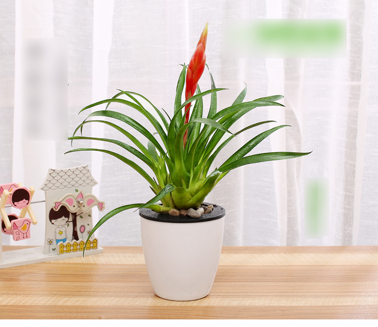 【招财手+白色盆】绿植盆栽套装水培植物花卉