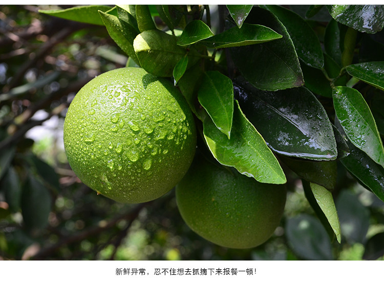 【山山商城食品专卖店】九月橙 时令新鲜水果