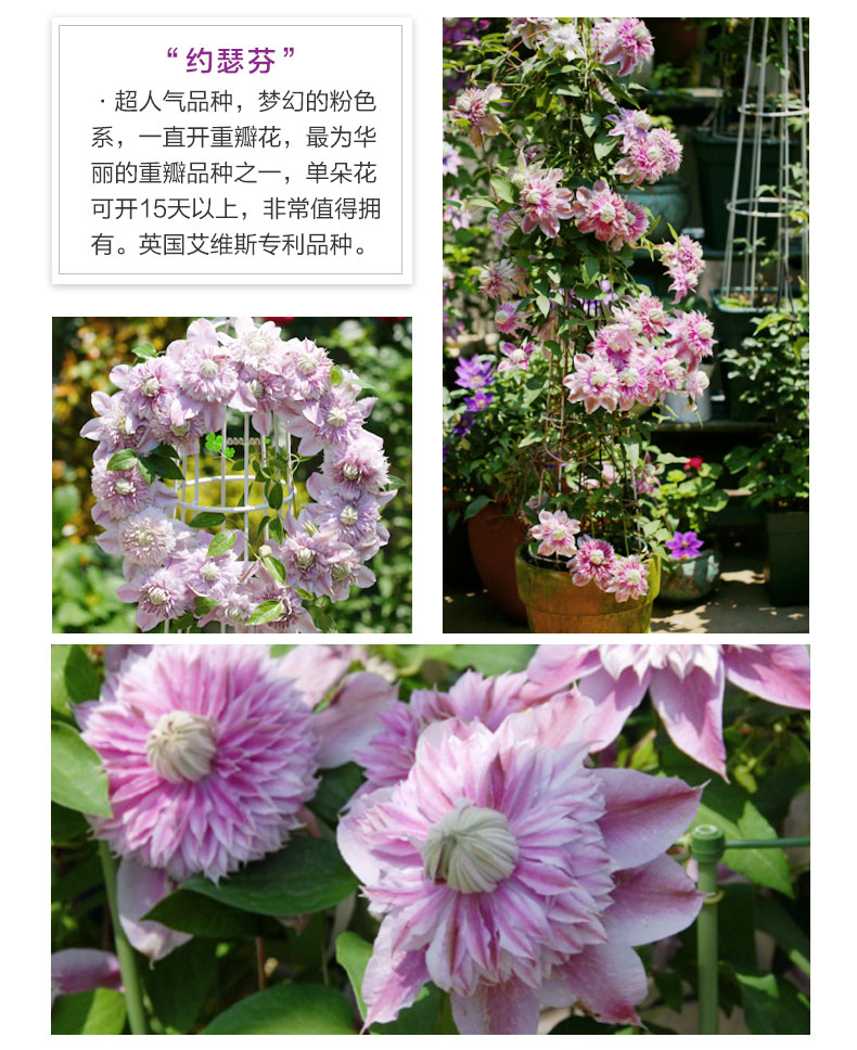 【阳台丰花】铁线莲 约瑟芬/大河/新幻紫/等爬藤花卉