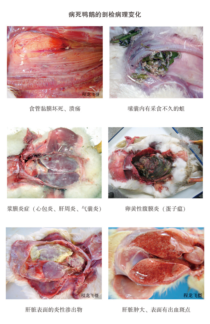 其具体方法是:先根据一个主要症状,或几个重要症状,提出多个可能的