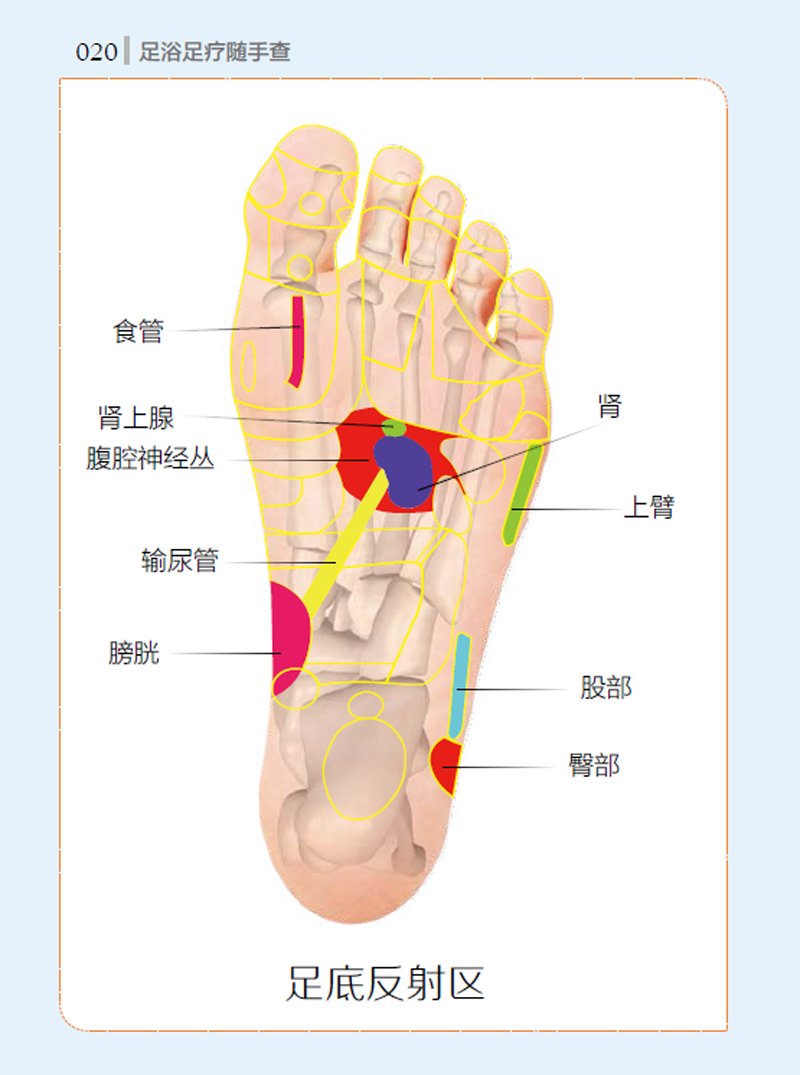 足浴技巧与方法   足浴的禁忌事项  第二章 图解个足部反射区