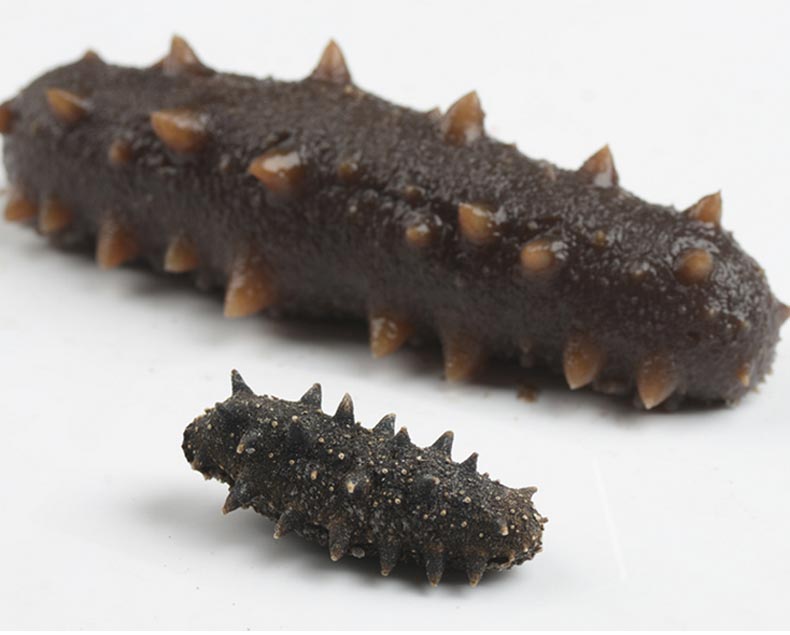 海滨小金丨2.3克 海滨极参 淡干刺参 速发海参