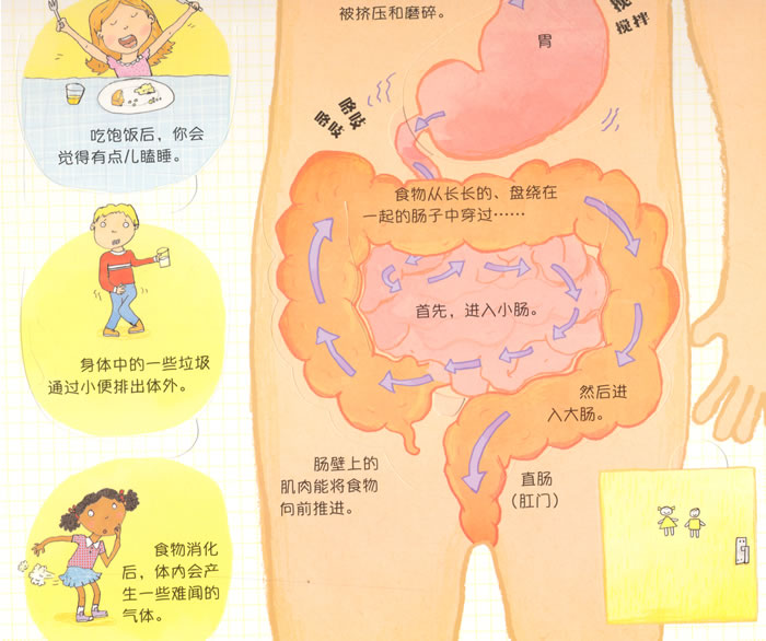 成长与健康……浅显,全面地讲解身体的秘密,让孩子了解自己的身体及其