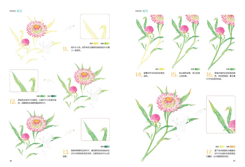 夜之梦/地中海蓝钟花琉璃/艳红鹿子百合风筝/重瓣木芙蓉风轻/大岩桐听