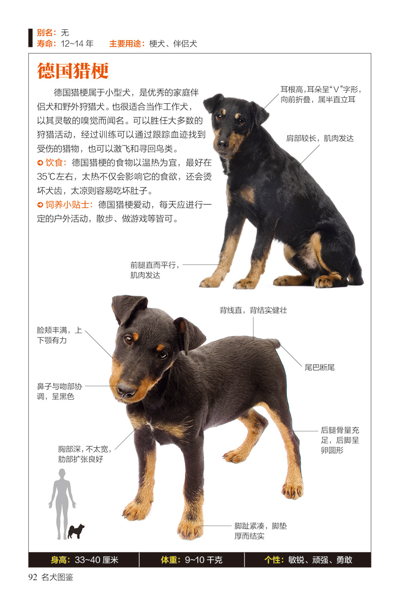 超级新品 名犬图鉴 :167种"人气宠物犬"的特征与习性 世界名犬驯养与