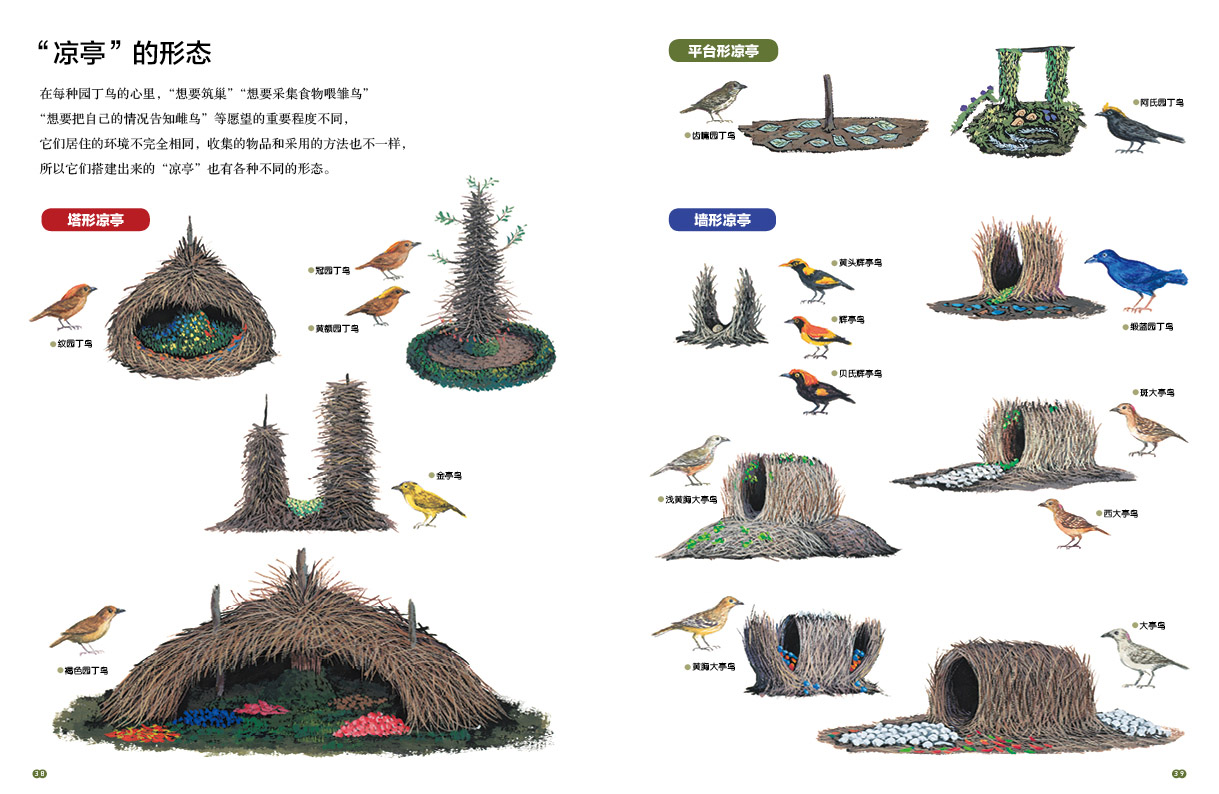 园丁鸟的秘密日本著名绘本作家铃木守最作揭开园丁鸟的奇妙建筑之谜