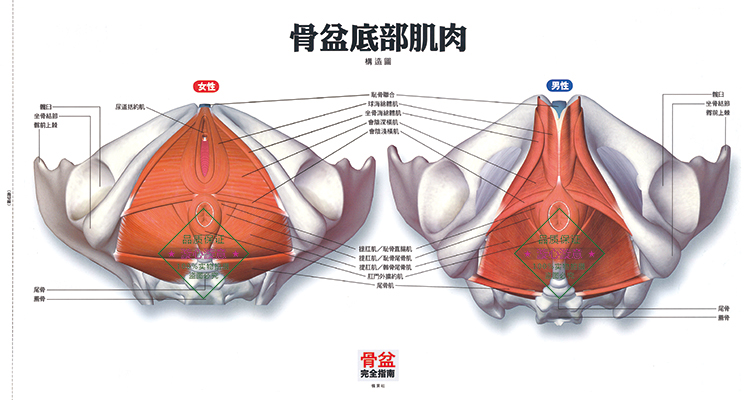 骨盆完全指南竹内京子理疗瑜伽解剖产后恢复调整运动全彩创意礼品