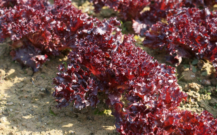 紫叶生菜500g红叶生菜罗莎红