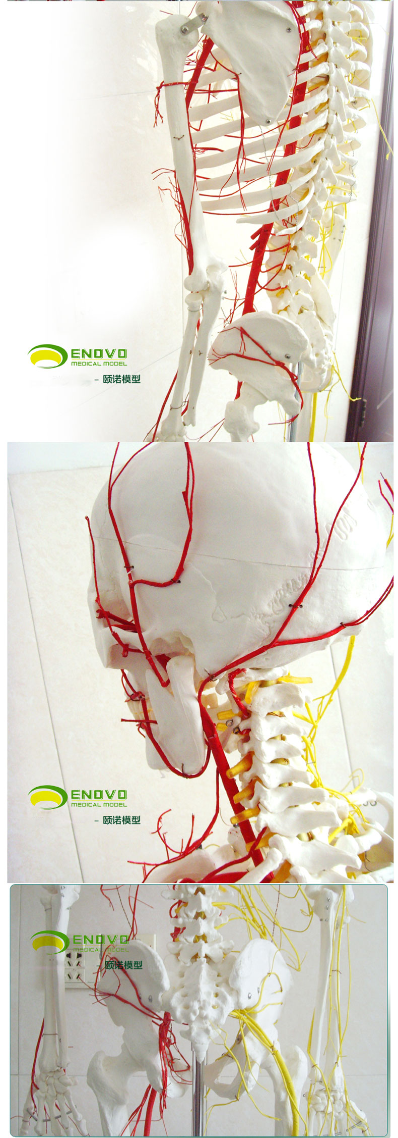 专业医用人体170cm骨骼神经血管骨架标本骨骼模型医用