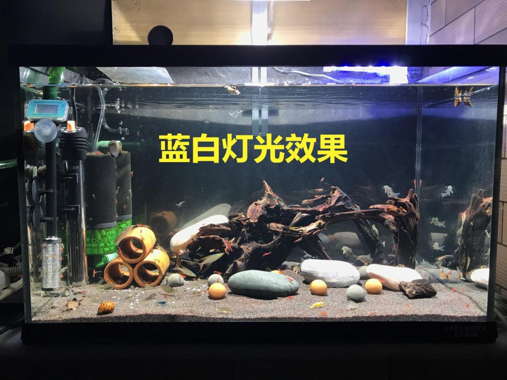 缸造景底砂比陶粒好水族箱免洗价格质量 哪个牌子比较