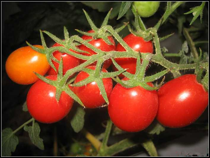 蔬菜水果种子 蔬果种子 盆栽小番茄 可观赏 约5
