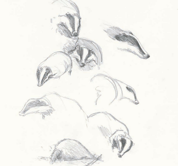 工具 8 素描学习 10 基本形状 12 体积,光影 14 素描式速写——植物