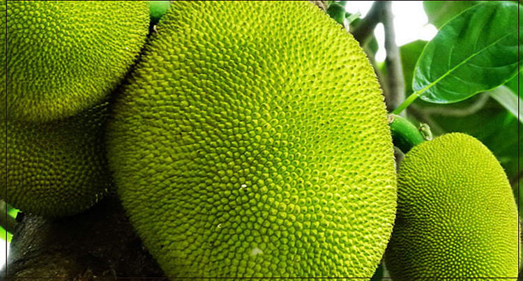 【福至亲】海南三亚 菠萝蜜 木菠萝 马来西亚6
