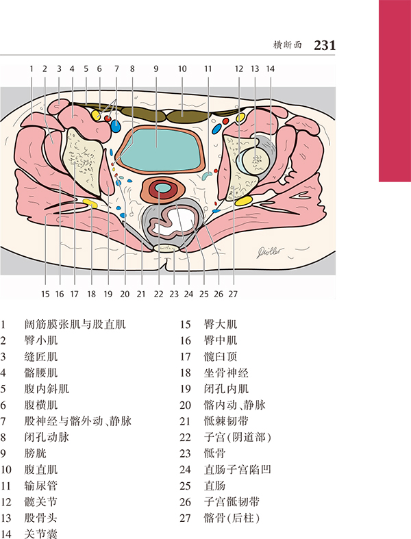 ct与mri袖珍断层解剖图谱第2卷-胸,心,腹,盆腔