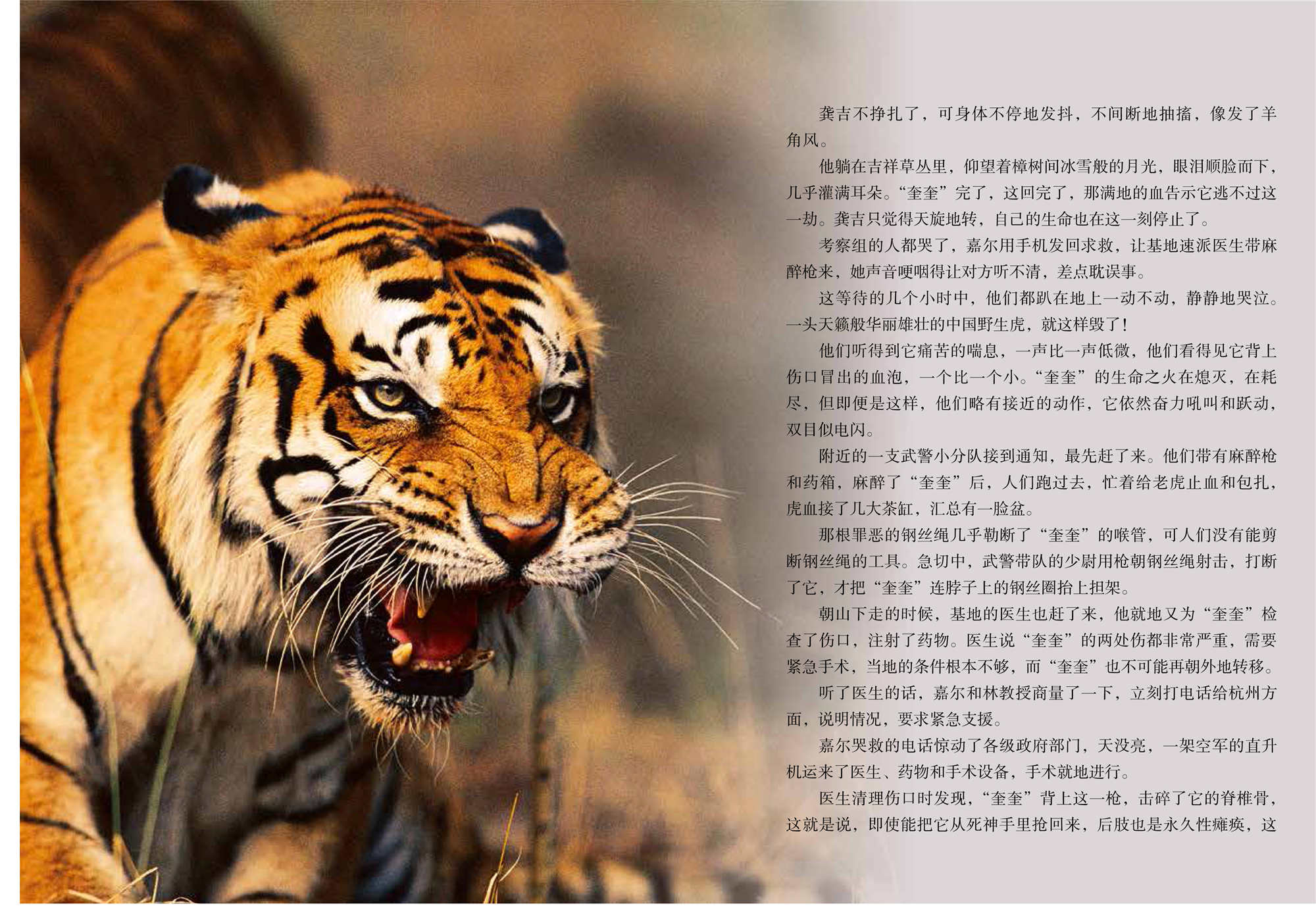 中国虎(影像青少版)