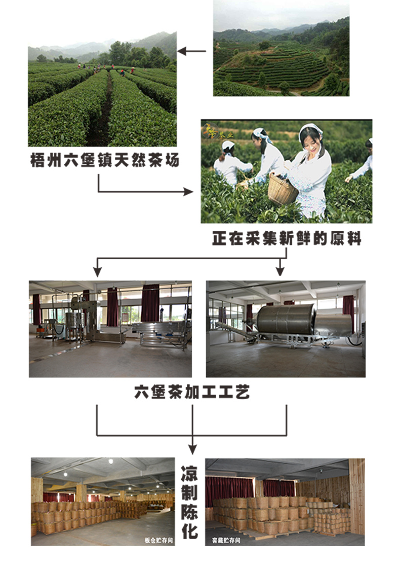 超级新品 广西梧州六堡茶-圆树皮小沱茶2013年 五年陈茶叶 梧州天誉黑