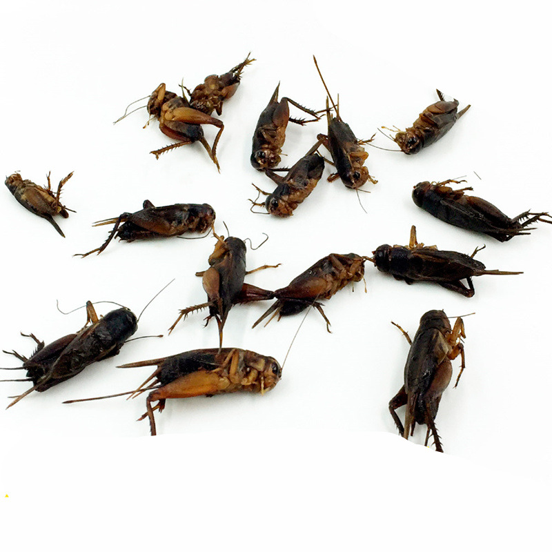 生油葫芦 蟋蟀 蛐蛐 500g 新鲜昆虫 产发qq