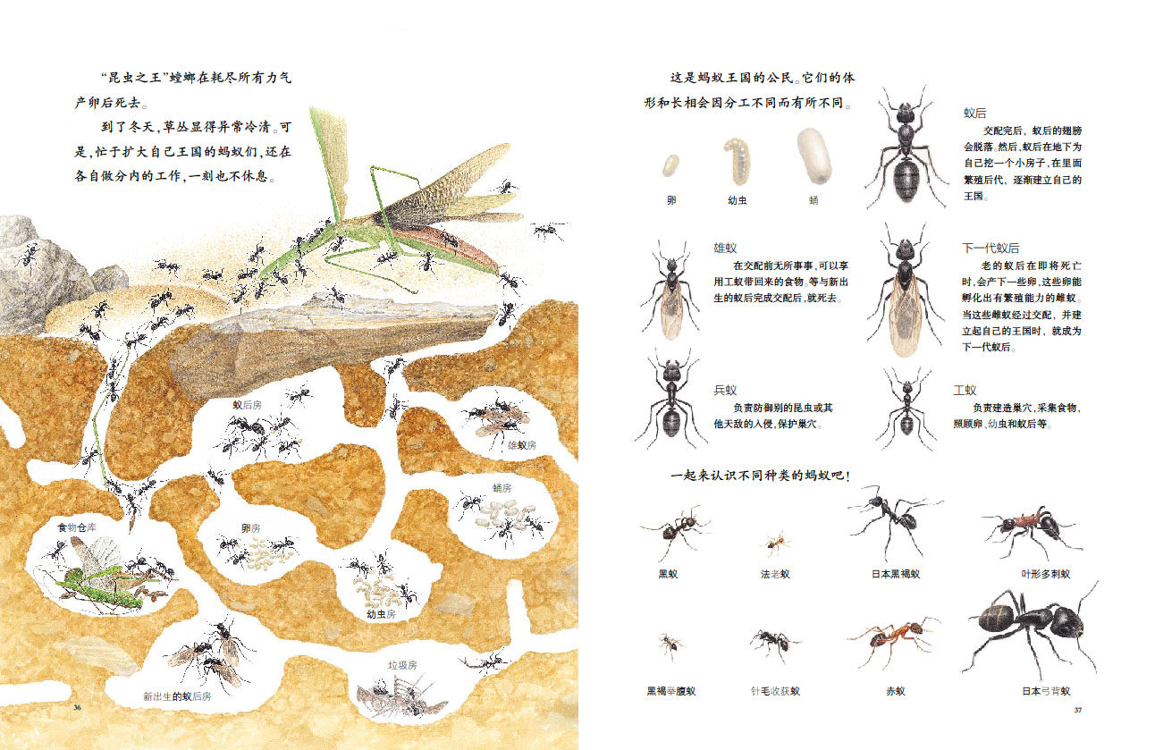 超级新品 蒲公英自然绘本系列:昆虫的秘密