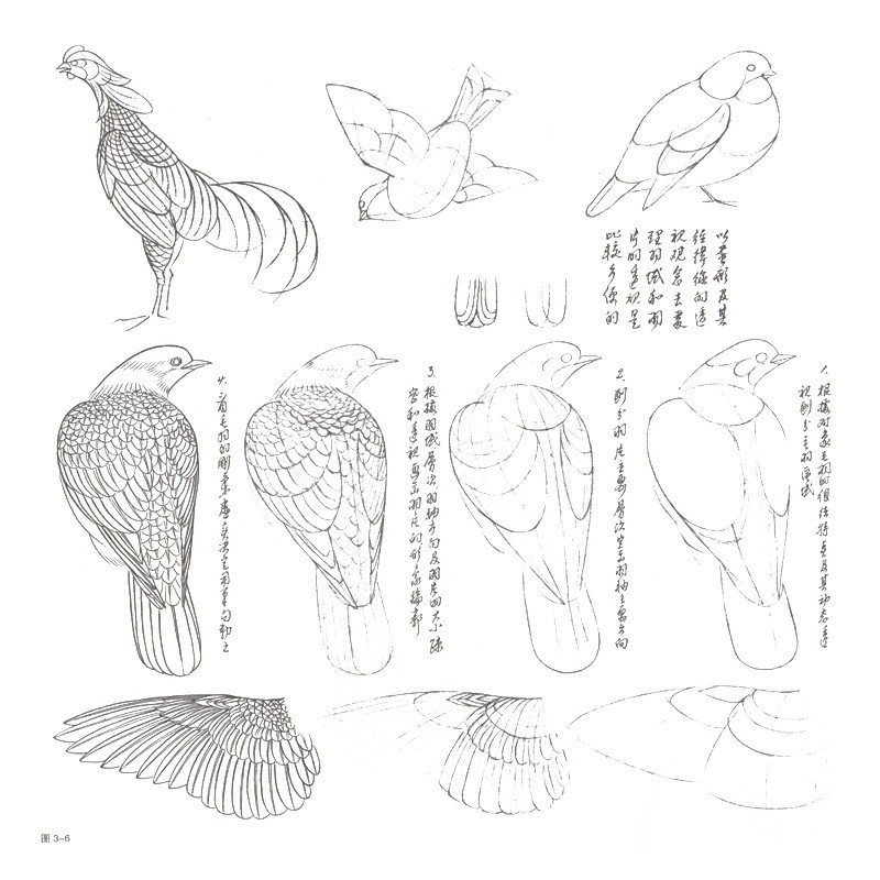 正版 国画水墨画工笔画绘画技法教程书籍 鸟禽工笔写生设色技法 鸟禽