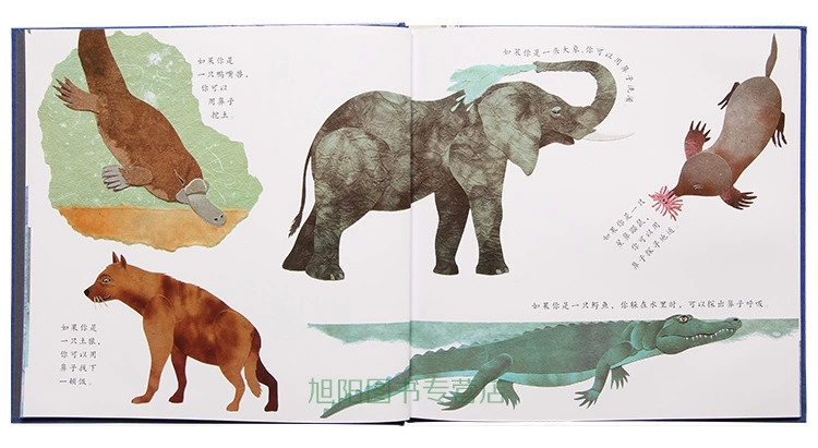 美国凯迪克大奖《这样的尾巴可以做什么》史蒂