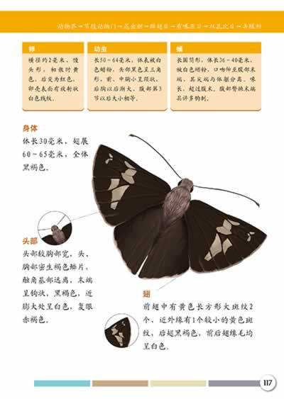 昆虫图鉴(高清手绘图片,从法布尔《昆虫记》走出来的活生生的标本)