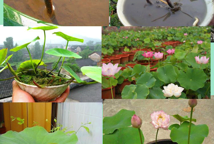 花中岛 莲藕藕种藕根高产 食用观赏河塘荷花种藕苗 潜水藕种种苗种根