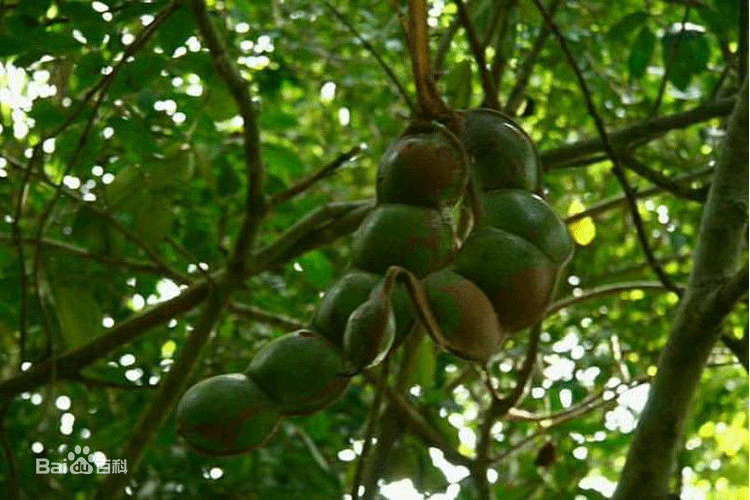 天然菩提子 情侣汽车钥匙扣子 缅茄菩提子钥匙扣 纯手工订制送女朋友