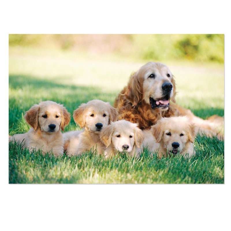 (美国直邮)melissadoug金毛寻回犬小狗拼图100片