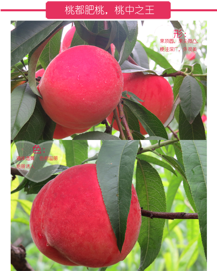 【苏宁超市】山东肥城 皇室贡品正宗肥桃大红袍 (250g-300g)*8