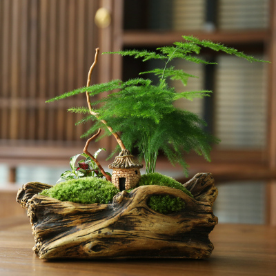 七日爱(Qiriai)文竹盆栽植物室内花卉绿植盆景-幽山禅境