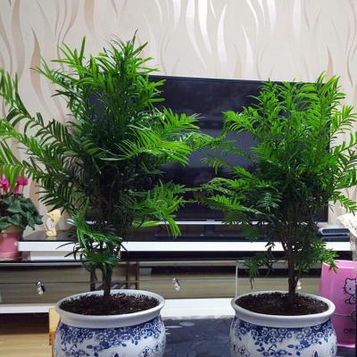 红豆杉苗盆栽植物绿植盆景红豆杉树苗净化空气花卉室内绿色健康树_0