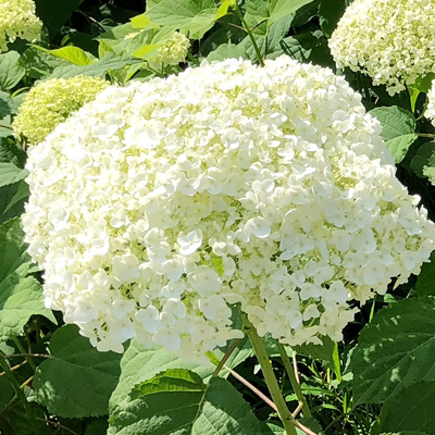 舒弗 绣球花苗盆栽花卉植物室内好养的花四季开花不断无尽夏大花易成活_4