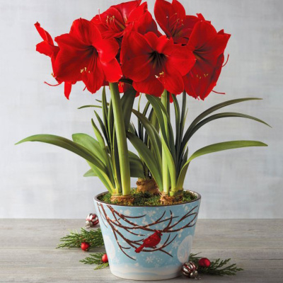 逍遥朱顶红种球 荷兰进口重瓣内室阳台多年生四季易种活好养盆栽植物