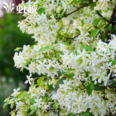 子暄 芳香型爬藤花卉 意大利风车茉莉络石藤/琥珀络石藤/粉钻络石藤盆栽苗 阳台庭院装饰藤蔓花卉6FC3PT