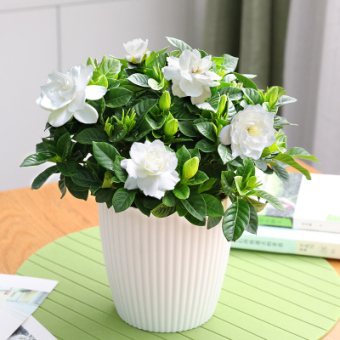 栀子花盆栽带花苞四季开花观花植物室内好养常年开花的盆栽花绿植大盆