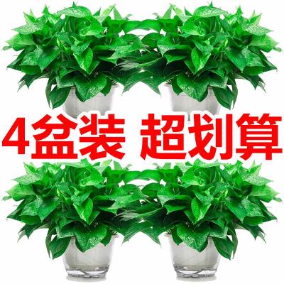 室内懒人水土培养去吸除甲醛大叶长藤绿萝花卉小盆栽植物吊兰 4盆18cm白盆懒人自动吸水绿萝送营养液 含盆_468