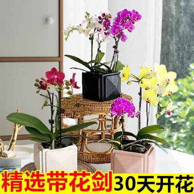 蝴蝶兰花苗盆栽带花苞带花剑年宵花卉绿植物室内客厅高档四季开花古达花卉(RN8)