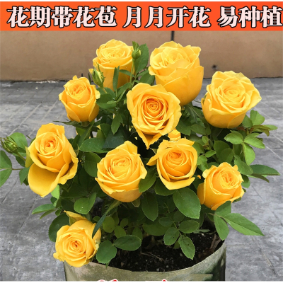 玫瑰花苗带花苞花卉观花绿植物室内阳台盆栽大花月季蔷薇四季开花古达花卉(h8T)