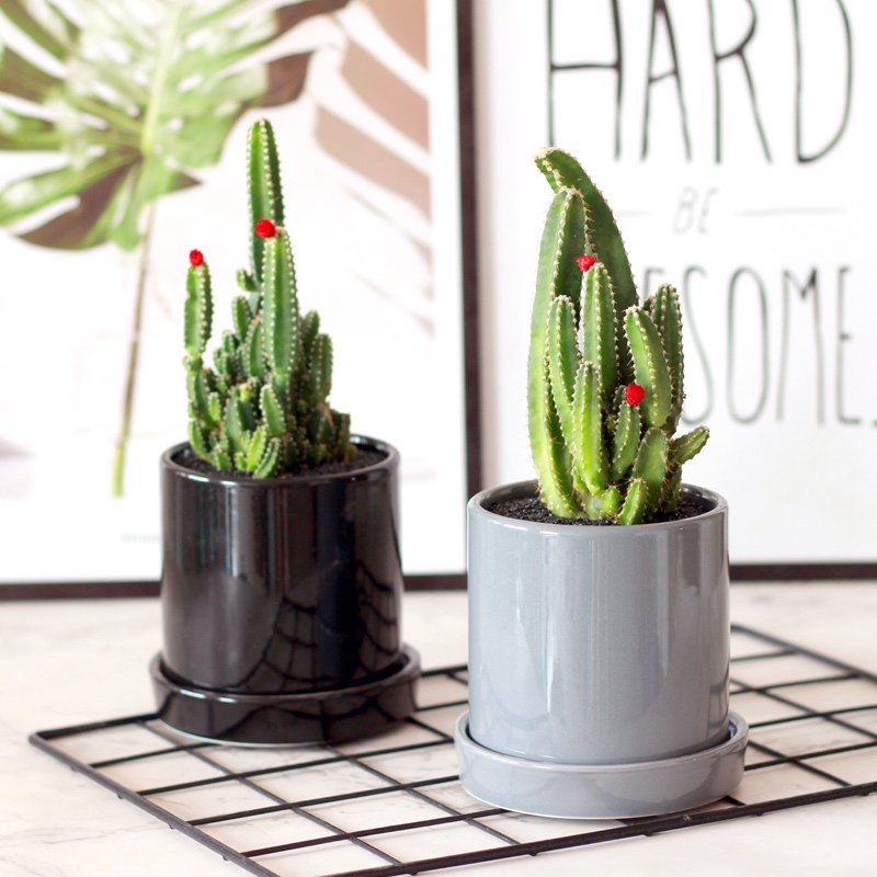 津沽园艺 花卉绿植盆栽 多肉植物 万重山 仙人山仙人掌 室内盆栽花卉绿植 1棵不带盆