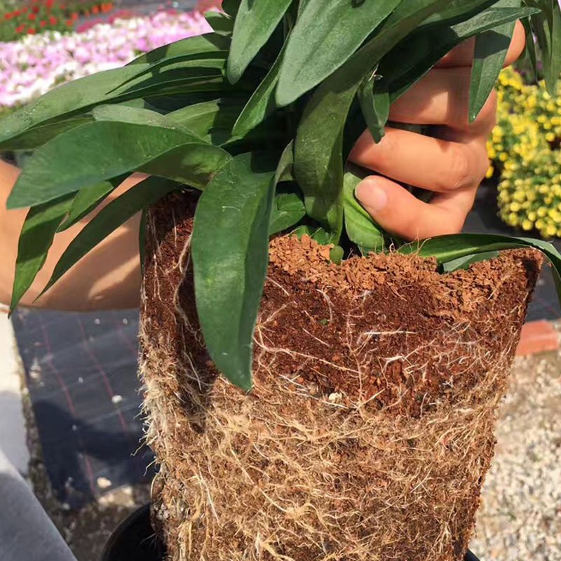 园艺用品 无菌塑封压缩椰粉砖垫材椰砖椰土椰糠 芽菜无土栽培基质