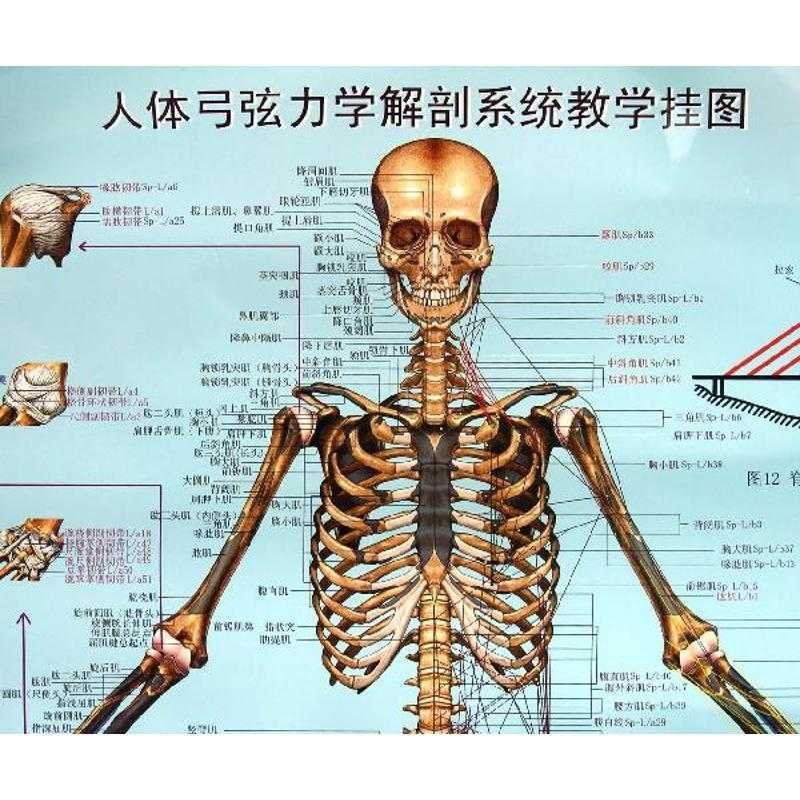 人体弓弦力学解剖系统教学挂图