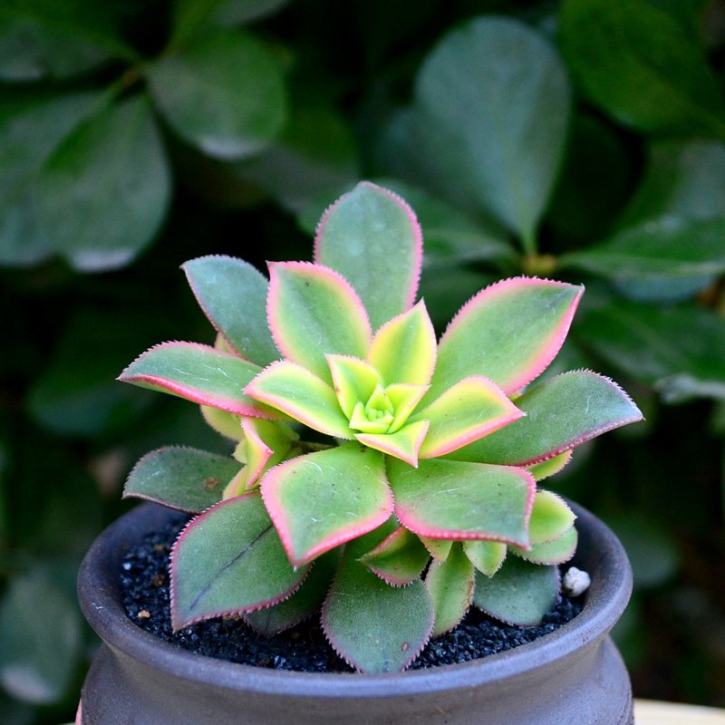 津沽园艺 花卉绿植盆栽 多肉植物 桌面盆栽绿植 室内小盆景 净化空气 景天艳日辉 不含盆