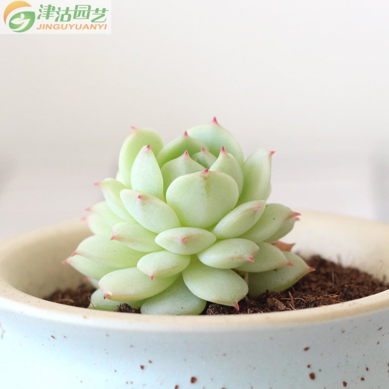 津沽园艺花卉绿植盆栽多肉植物 景天科静夜 绿植盆栽 防辐射 赠送多肉土1包 不含盆
