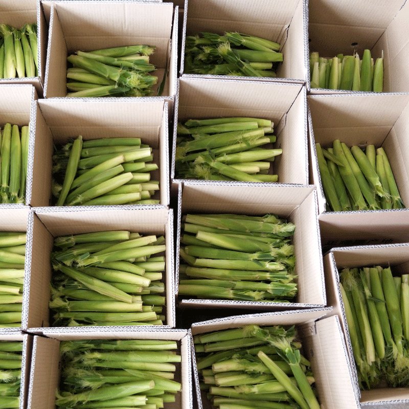 新鲜现摘小玉米笋嫩水果玉米宝宝辅食餐馆蔬菜 玉米笋带皮发出 净重9MXODASCYZTTRARAOSFOCYRINMPR