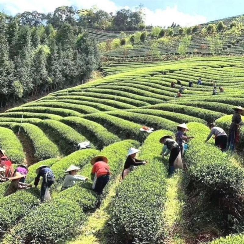 武夷肉桂水仙岩茶乌龙茶大红袍新茶正岩茶叶 牛皮纸肉桂2盒500克+送手提袋